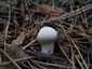 Bimbós pöfeteg (Lycoperdon perlatum), Pilis